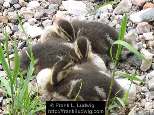 Ducklings